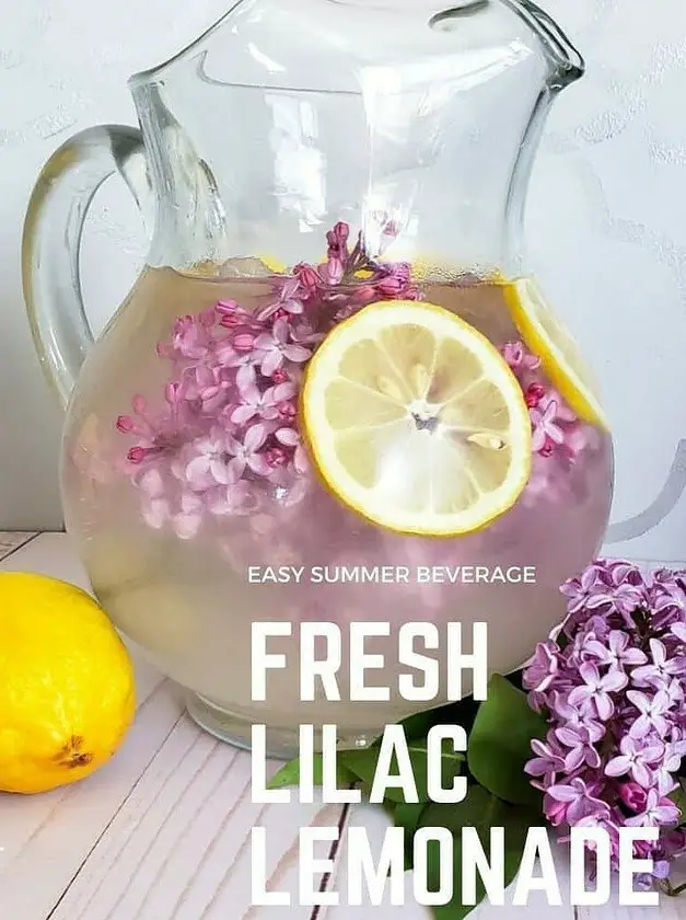 Lilac Lemonade