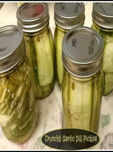 Crunchy Garlic Dill Pickles