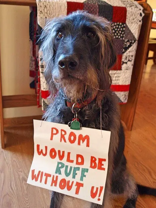 DOG PROMPOSAL