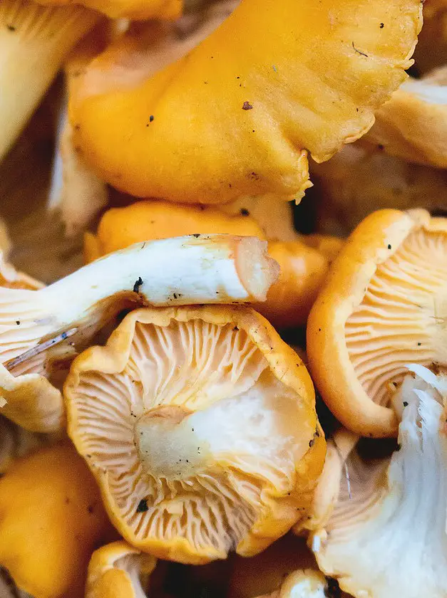 Dried Chanterelle Mushrooms